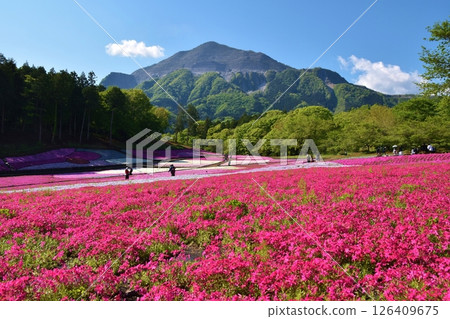 Moss Phlox at Hitsujiyama Park, Saitama 126409675