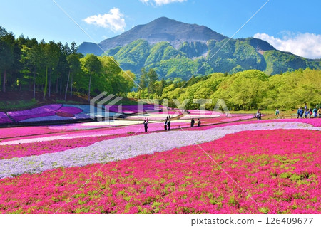Moss Phlox at Hitsujiyama Park, Saitama 126409677