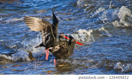 African Black Oystercatcher, Walker Bay Nature Reserve 126409852