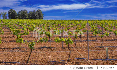 Valdepenas Vineyards, Spain Valdepenas Vineyards, Spain 126409867