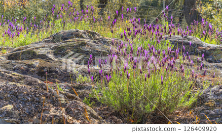 Lavander, Sierra de Guadarrama National Park, Spain Lavander, Sierra de Guadarrama National Park, Spain 126409920