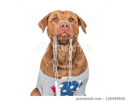 Cute brown dog, American Flag and file Cute brown dog, American Flag and file 126409930