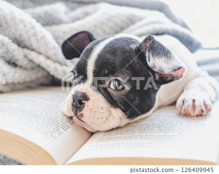 Cute puppy and old book. Close-up, indoors 126409945
