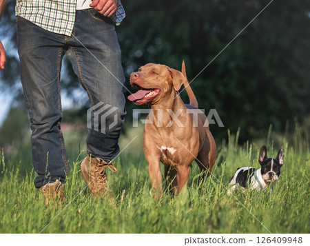 Charming dog, pretty little puppy and attractive man Charming dog, pretty little puppy and attractive man 126409948