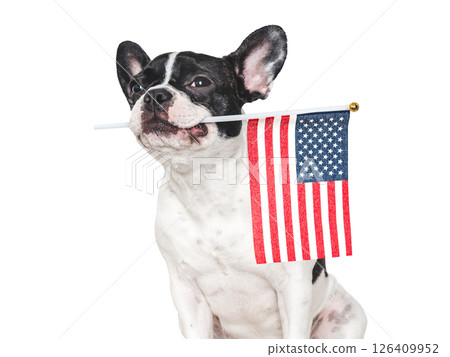 Lovable, pretty dog and American Flag. Closeup Lovable, pretty dog and American Flag. Closeup 126409952