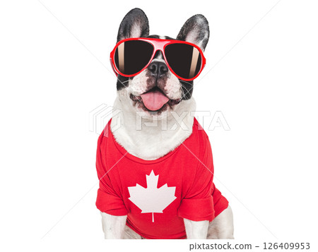 Cute puppy, sunglasses and Canadian Flag. Studio shot Cute puppy, sunglasses and Canadian Flag. Studio shot 126409953