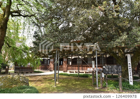 群馬縣茂林寺的日本月桂樹 126409978