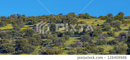 Mediterranean Forest, Spain 126409986