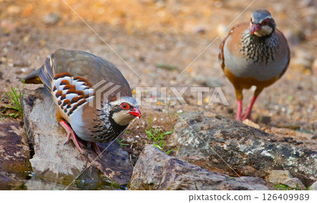 Red-legged Partridge, Monfrague National Park, Spain 126409989