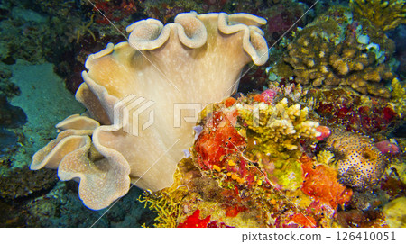 Hard coral, South Ari Atoll, Maldives Hard coral, South Ari Atoll, Maldives 126410051