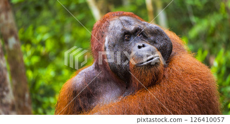 Orangutan, Tanjung Puting National Park, Indonesia 126410057