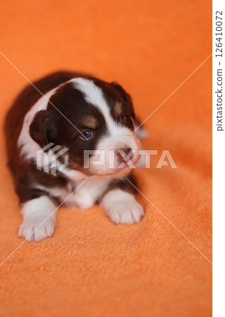 A small brown and white puppy is laying on an orange blanket A small brown and white puppy is laying on an orange blanket 126410072