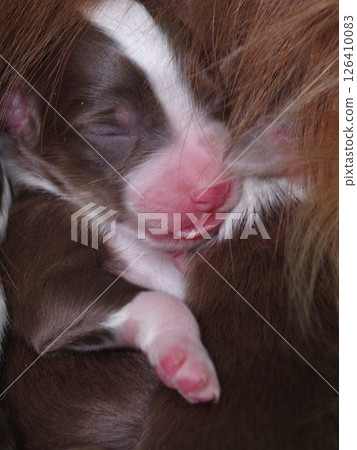 Brown and white puppy is sleeping on a mother's chest 126410083