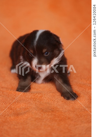 A small brown and white puppy is laying on a red blanket 126410084