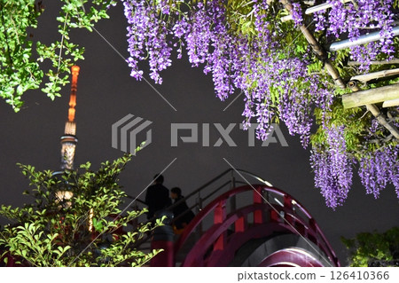 Skytree and Wisteria at Kameido Tenjin at night, Tokyo 126410366