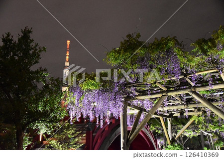 Skytree and Wisteria at Kameido Tenjin at night, Tokyo Skytree and Wisteria at Kameido Tenjin at night, Tokyo 126410369