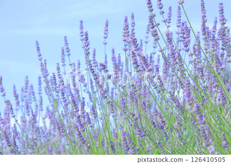 Lavender 16 Lavender growing in the blue sky Lavender 16 Lavender growing in the blue sky 126410505