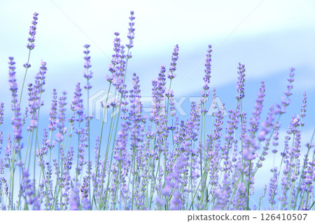 薰衣草 18 生長在藍天下的薰衣草 薰衣草 18 生長在藍天下的薰衣草 126410507