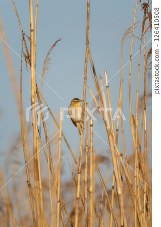 Sedge warbler (Acrocephalus schoenobaenus) singing in reed marsh habitat. 126410508