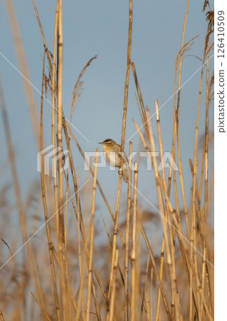 Sedge warbler (Acrocephalus schoenobaenus) singing in reed marsh habitat. 126410509