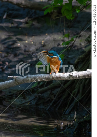 Wildlife shot of Common kingfisher (Alcedo atthis) on the branch Wildlife shot of Common kingfisher (Alcedo atthis) on the branch 126410512