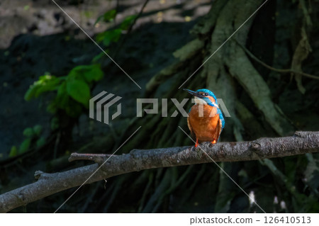 Common kingfisher (Alcedo atthis) in tature habitat Common kingfisher (Alcedo atthis) in tature habitat 126410513