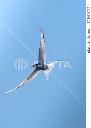 A polar tern floating on the background of a blue, cloudless sky 126410514