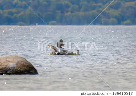 Common Eider duck bird Somateria Mollissima 126410517