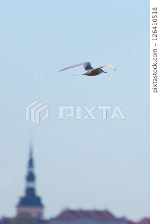 Arctic Terns (Sterna paradisaea) are a spring visitor Arctic Terns (Sterna paradisaea) are a spring visitor 126410518