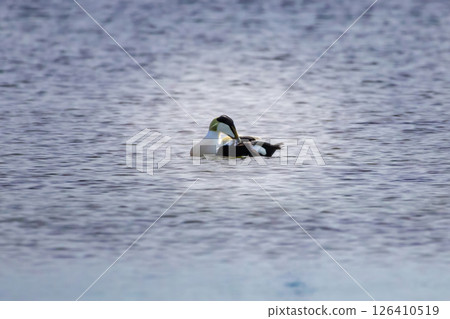 a male common eider (Somateria mollissima) on water a male common eider (Somateria mollissima) on water 126410519