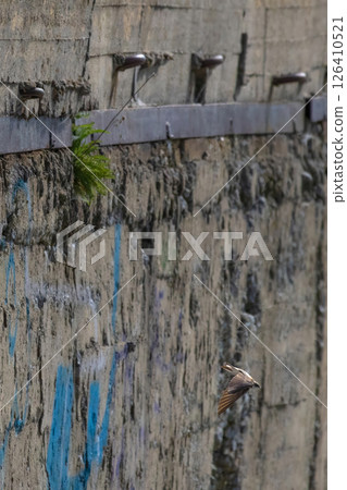 The barn swallow (Hirundo rustica) flying 126410521