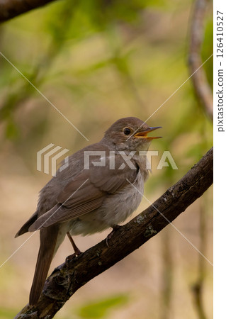 Thrush Nightingale, Luscinia luscinia. A bird sits on a tree branch and sings Thrush Nightingale, Luscinia luscinia. A bird sits on a tree branch and sings 126410527