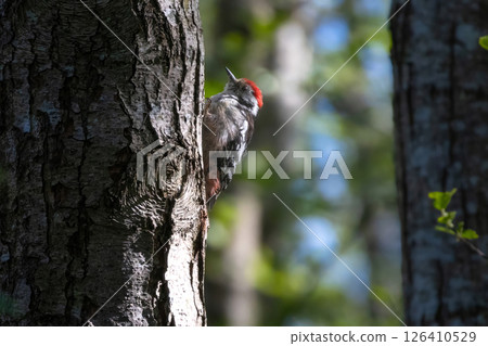 Middle Spotted Woodpecker - Leiopicus medius, beautiful rare woodpecker 126410529