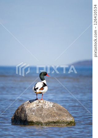 wild goose (tadorna tadorna) wild goose (tadorna tadorna) 126410534