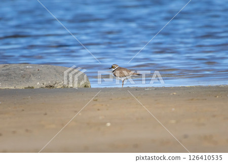 Little Ringed Plover - Charadrius dubius, outdoor Little Ringed Plover - Charadrius dubius, outdoor 126410535