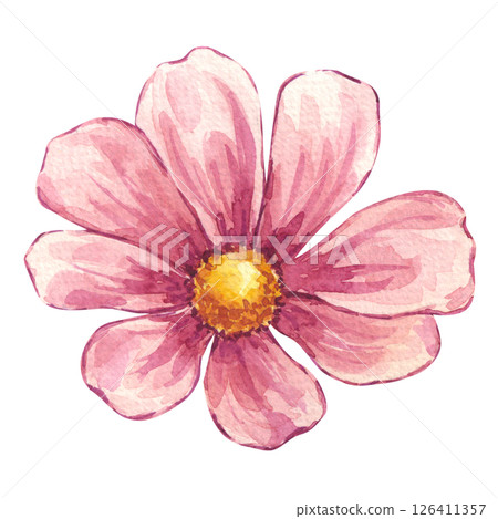 Watercolor blooming pink cosmos flower. Floral botanical drawing. Hand drawn illustration isolated white background. Element for wedding invitation, save the date, greeting design, wallpaper Watercolor blooming pink cosmos flower. Floral botanical drawing. Hand drawn illustration isolated white background. Element for wedding invitation, save the date, greeting design, wallpaper 126411357
