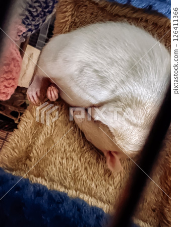 White dog is sleeping on a bed White dog is sleeping on a bed 126411366
