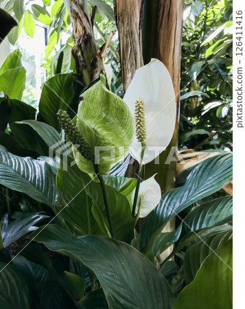 Plant with green leaves and white flowers 126411416