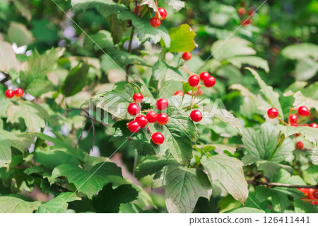 A cluster of red berries on a tree branch 126411441