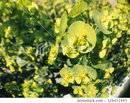 Bunch of yellow flowers with green leaves 126411443