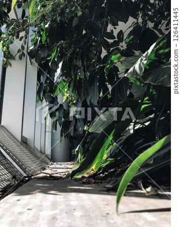 A lush green jungle with a white wall in the background 126411445