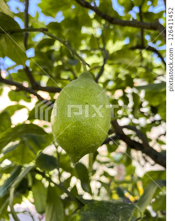 Lime is hanging from a tree 126411452
