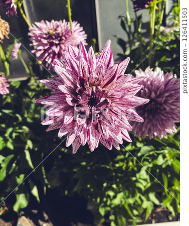 Close up of a pink and white flower with a black center 126411503