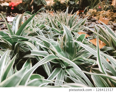 A bunch of plants with green and white leaves 126411517