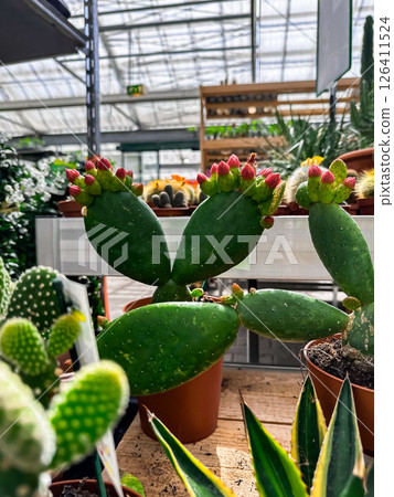 Row of potted plants with a green cactus in the middle 126411524