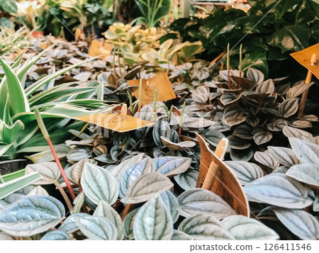 A bunch of plants with yellow tags on them A bunch of plants with yellow tags on them 126411546