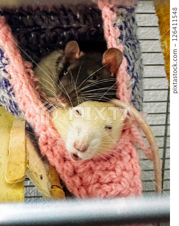 Two rats are sleeping in a pink blanket 126411548
