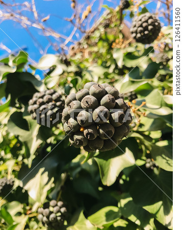 A cluster of black berries on a vine A cluster of black berries on a vine 126411560