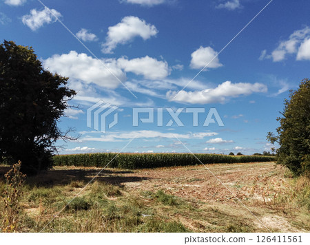 Field of corn is visible in the distance with a blue sky above 126411561