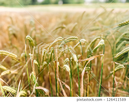 Field of wheat with some of the stalks brown and dry Field of wheat with some of the stalks brown and dry 126411589